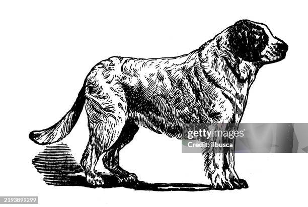 newfoundland - newfoundland dog stock illustrations