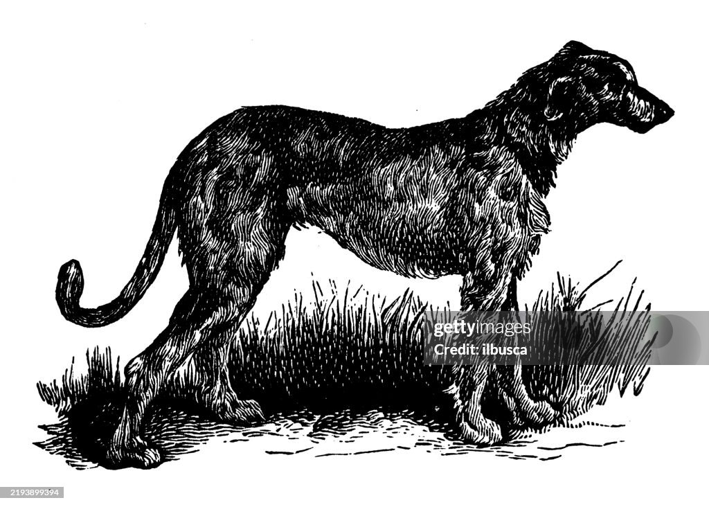 Deerhound