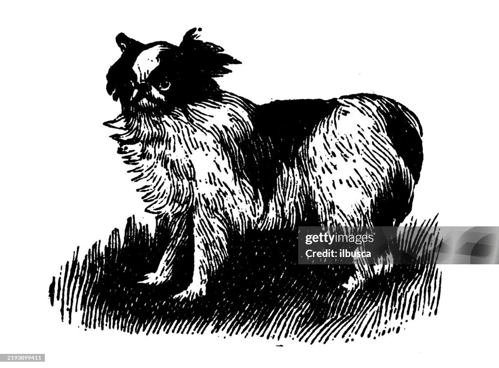 Japanese Spaniel