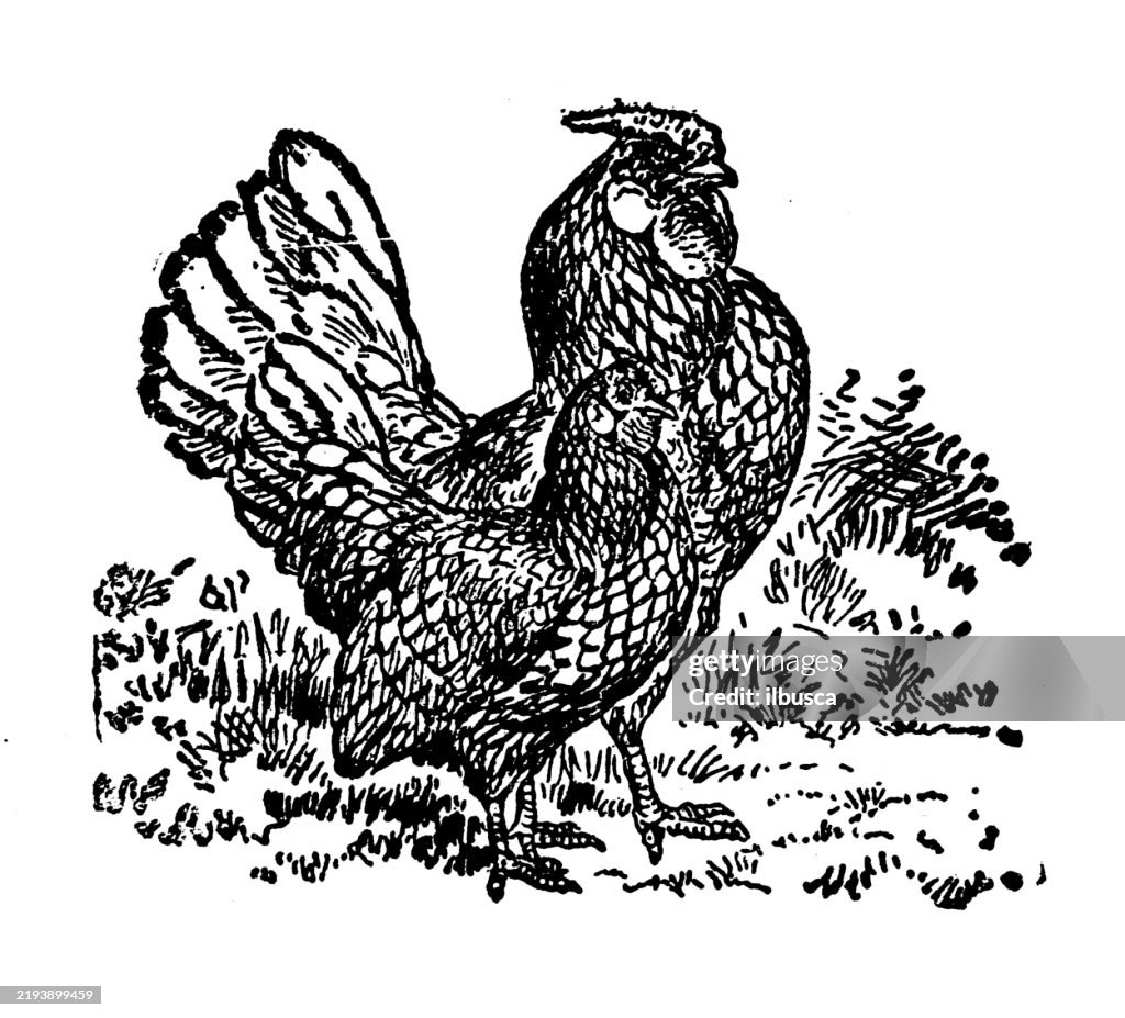 Silver Sebright Bantams