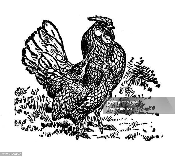 silver sebright bantams - silver sebright bantam stock illustrations