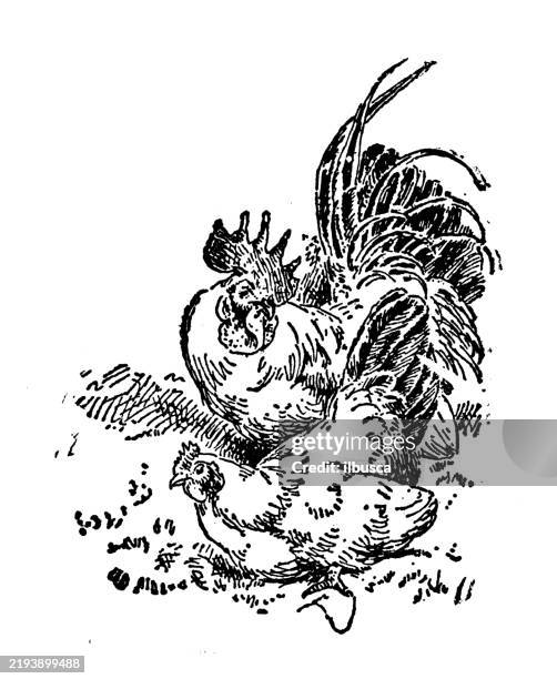 japanese bantams - gray japanese bantam stock illustrations