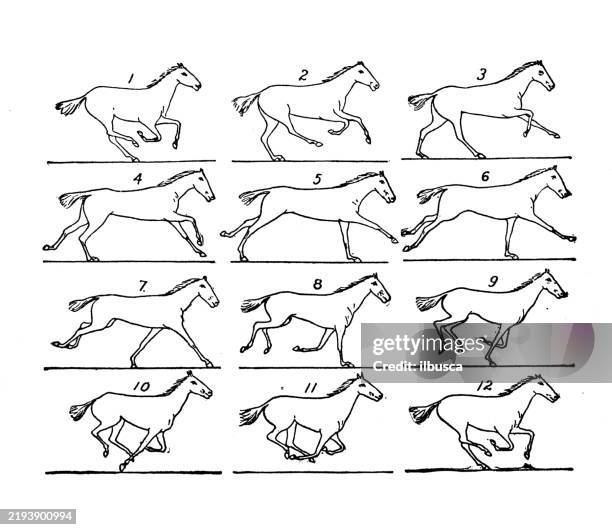Gallop Notes Horse Gallop Sequence High-Res Vector Graphic - Getty Images