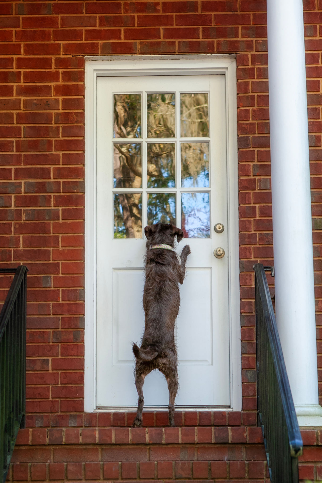 maintaining doggy door