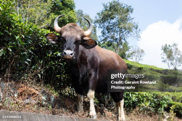 indian bison stare down - gaur stock pictures, royalty-free photos & images