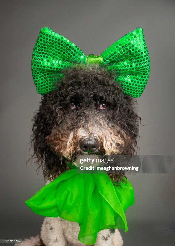 Bernedoodle wearing a green bow and scarf for St Patrick's Day