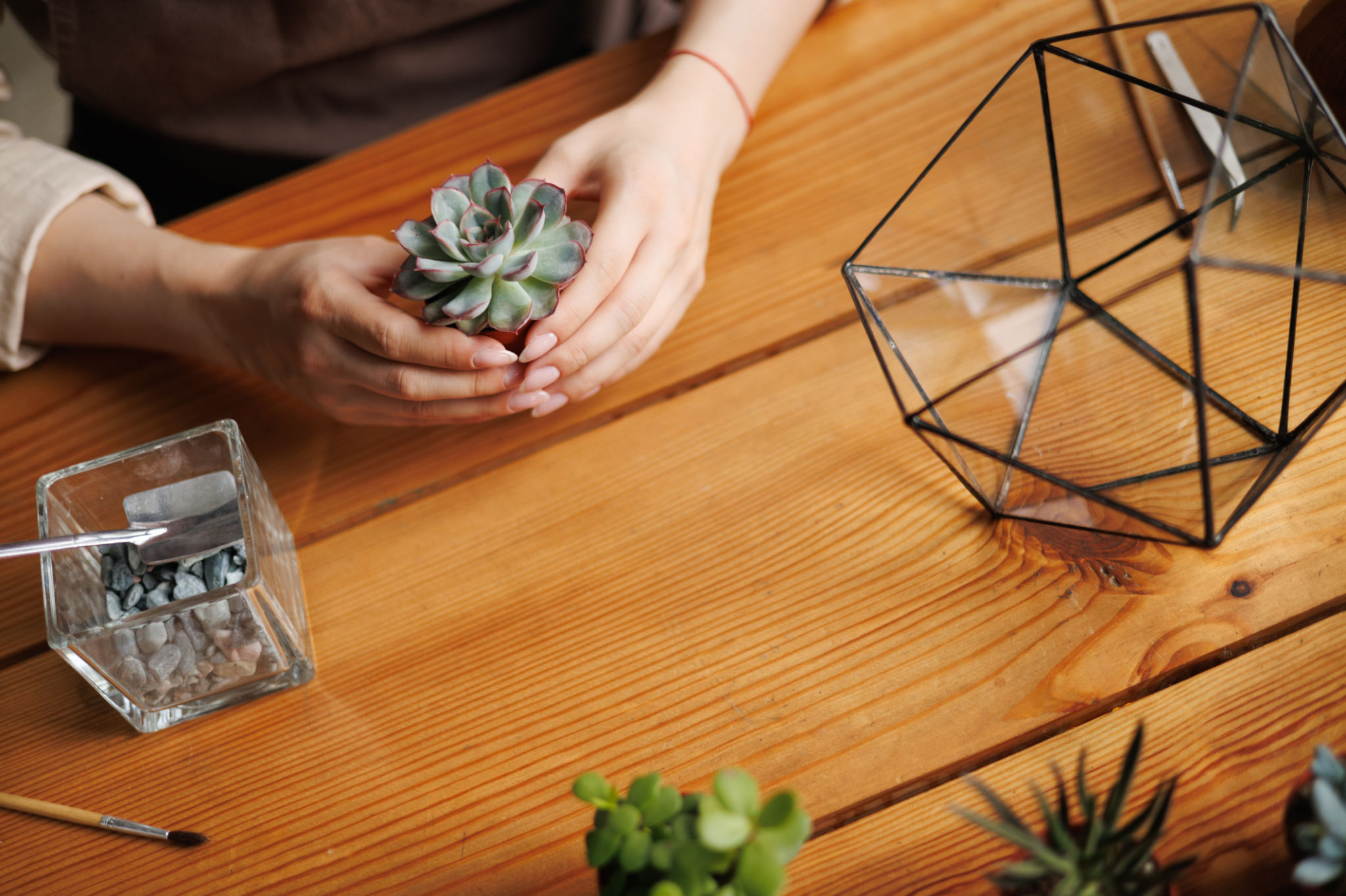 Top view of florist holding succulent near glass florarium in floral shop Top view of florist holding succulent near glass florarium in floral shop