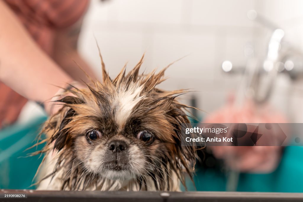 Wet Pekingese dog in a groomer's tub