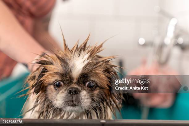 wet pekingese dog in a groomer's tub - animal body part stock pictures, royalty-free photos & images
