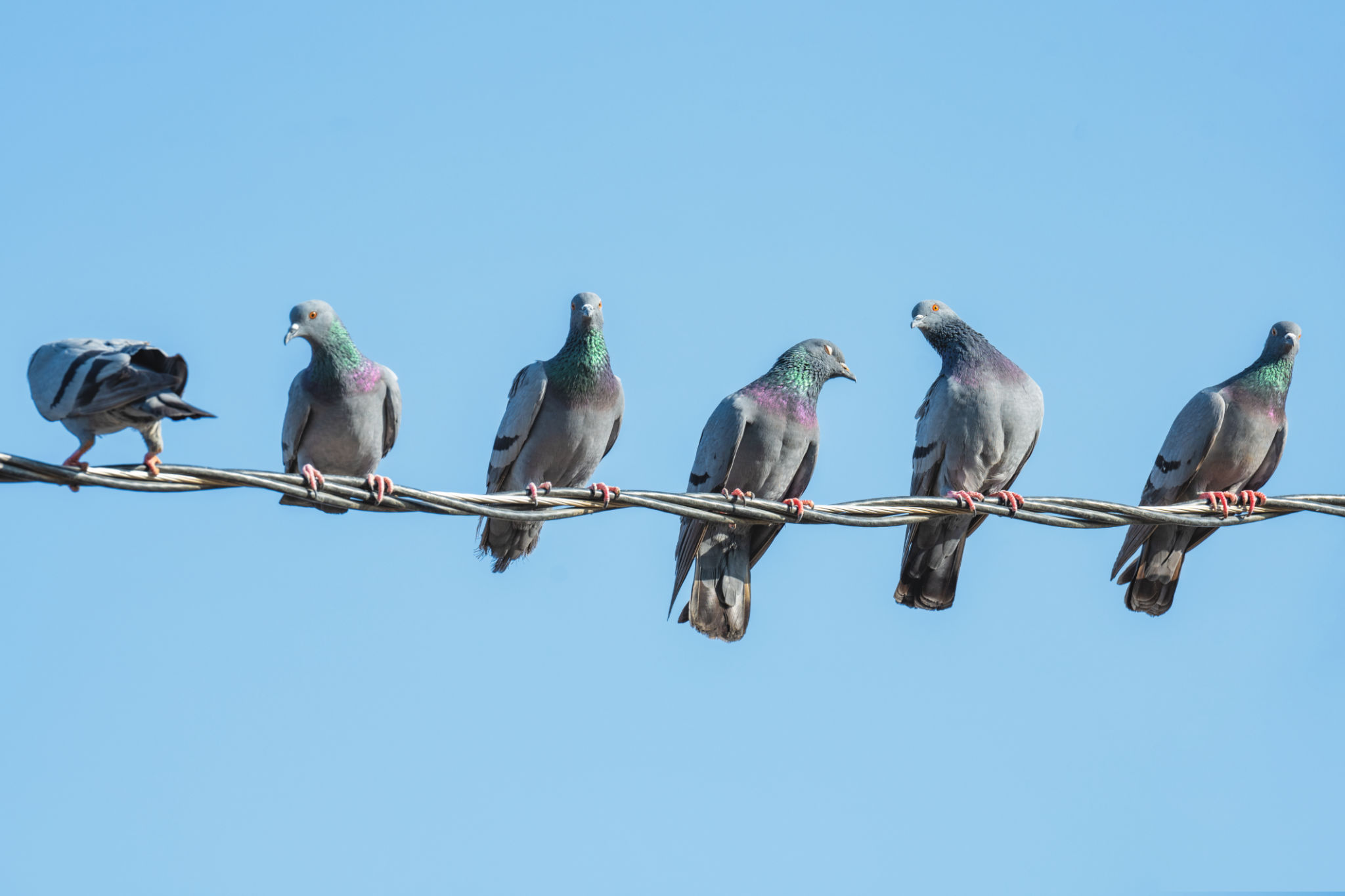 birds on utility lines