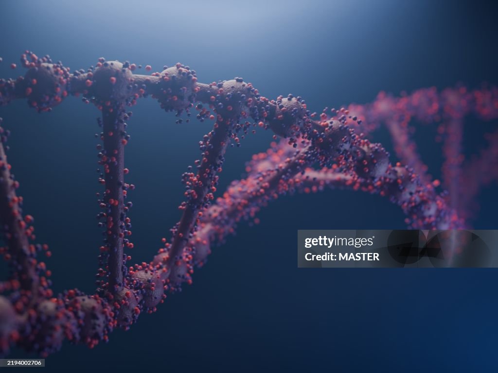 DNA chain chromosome