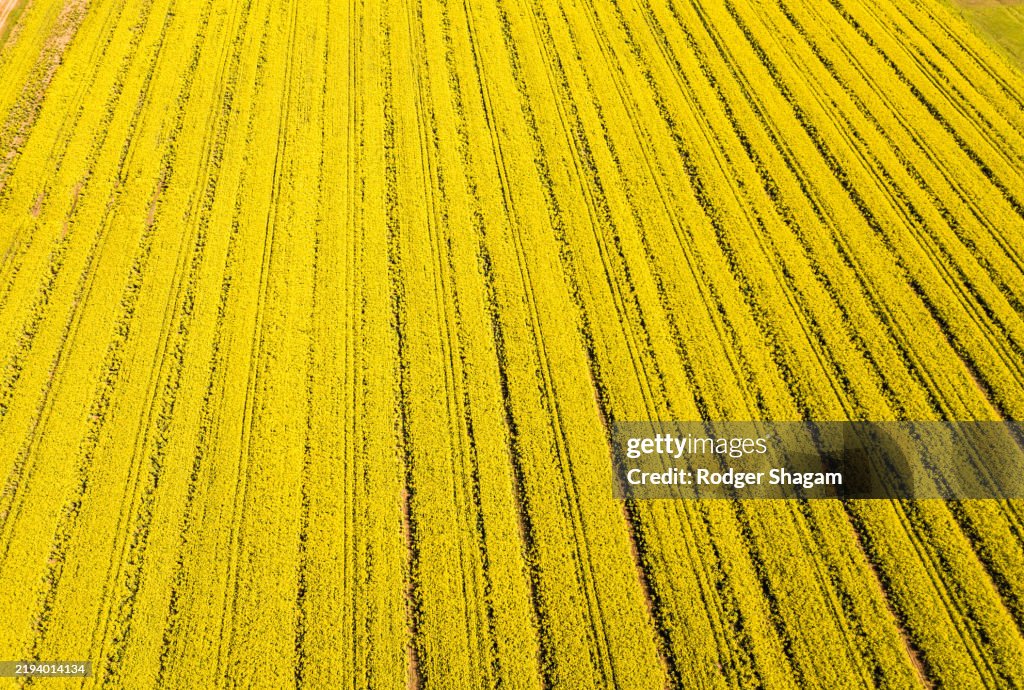 Agriculture. Aerial point of view - a field of bright yellow canola - ready to harvest.