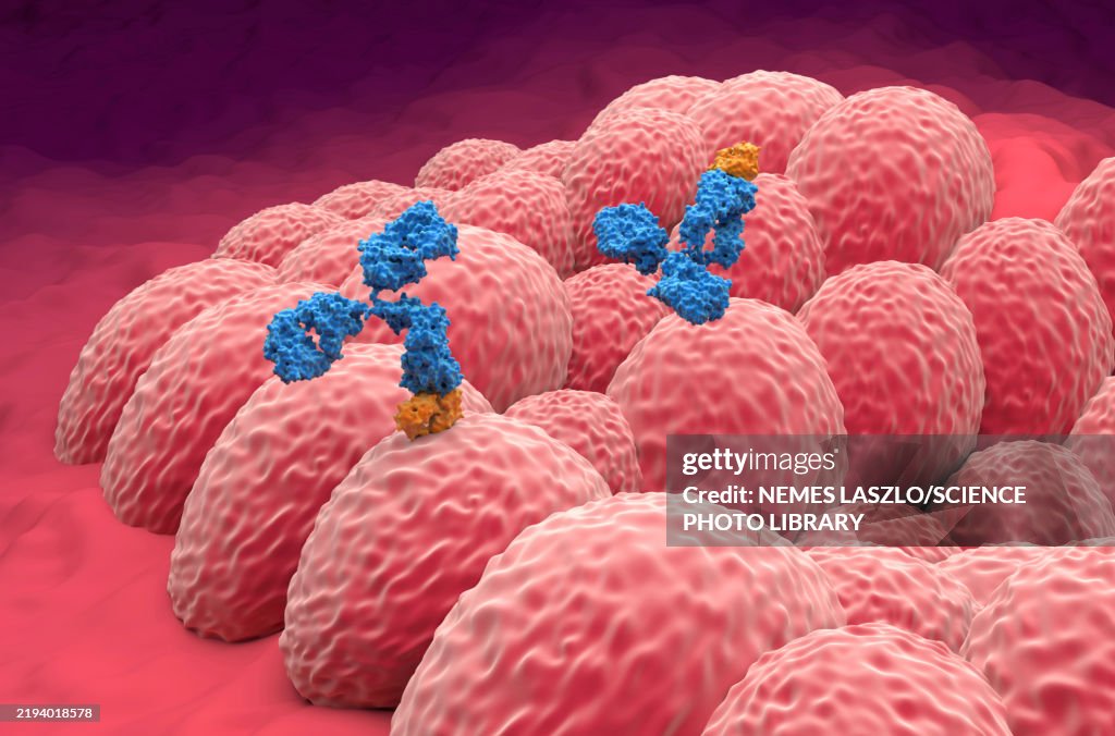 Monoclonal antibody therapy for endometrial cancer, illustration