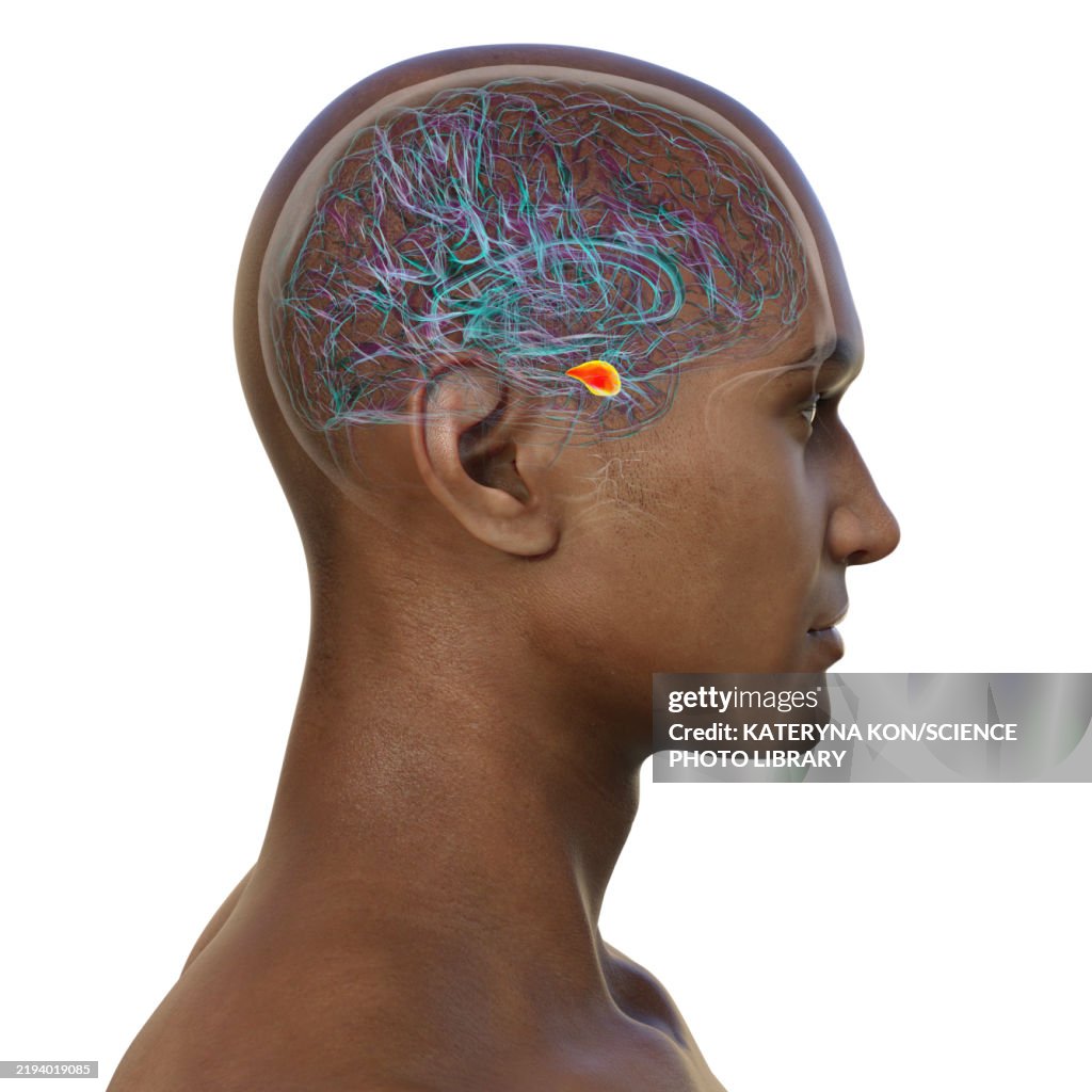 Amygdala Off Amygdala Illustration High-Res Vector Graphic - Getty Images