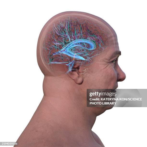 cerebral aqueduct, illustration - bridge side view stock illustrations