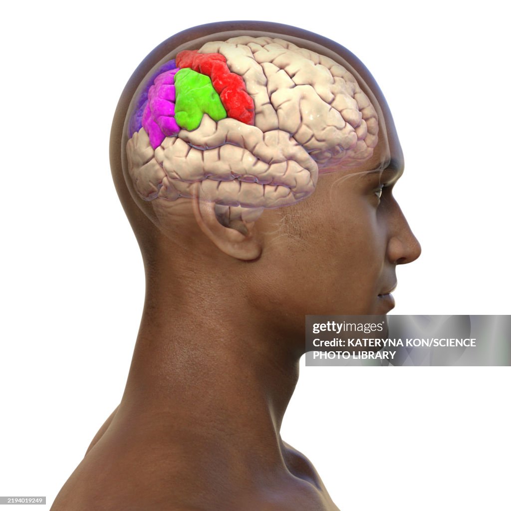 Gyri Simple Parietal Gyri Illustration High-Res Vector Graphic - Getty Images