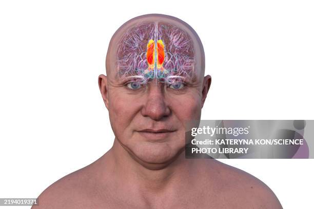 cingulate gyrus, illustration - obsessive compulsive stock illustrations