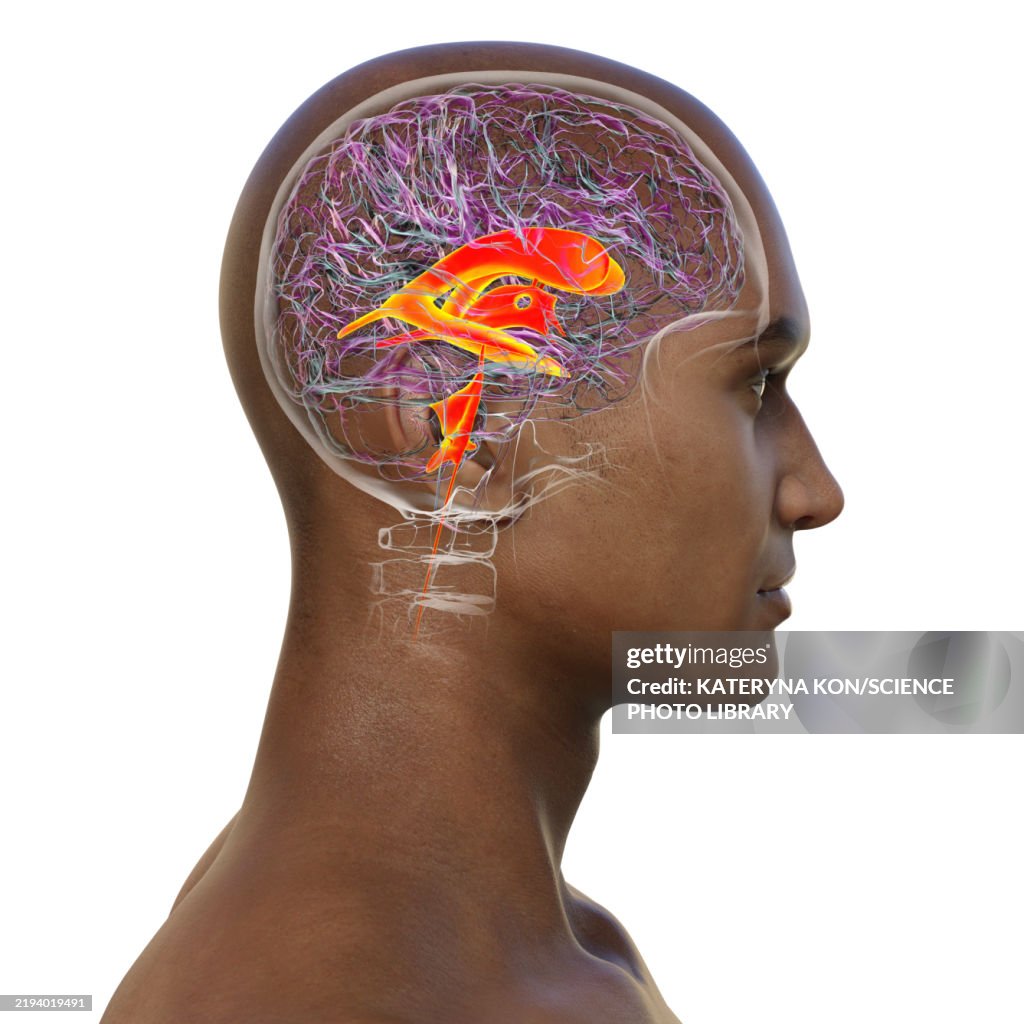 Ventricular System Of The Brain Illustration High-Res Vector Graphic ...