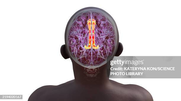 cingulate gyrus, illustration - bipolar depression stock illustrations