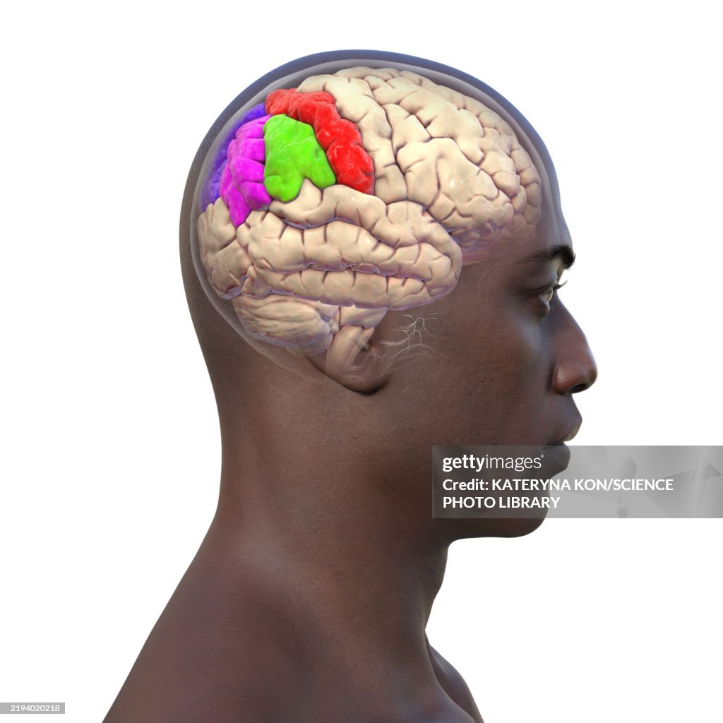 Gyri Simple Parietal Gyri Illustration High-Res Vector Graphic - Getty Images