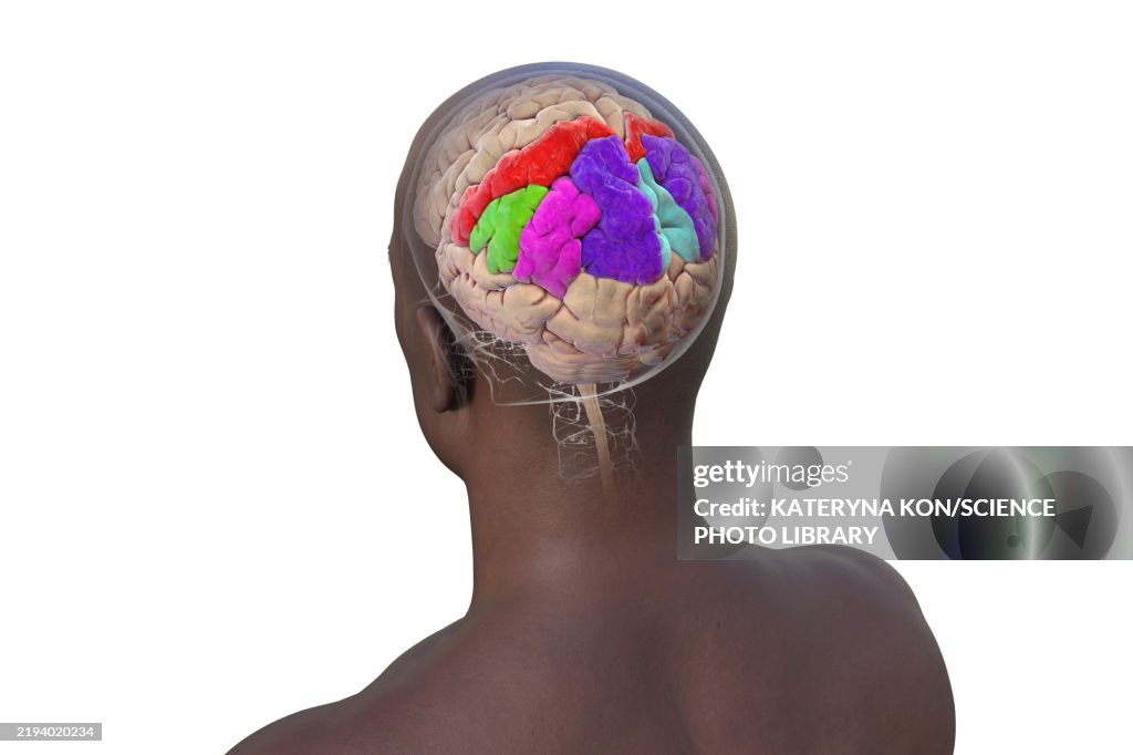 High Parietal Parietal Gyri Illustration High-Res Vector Graphic - Getty Images