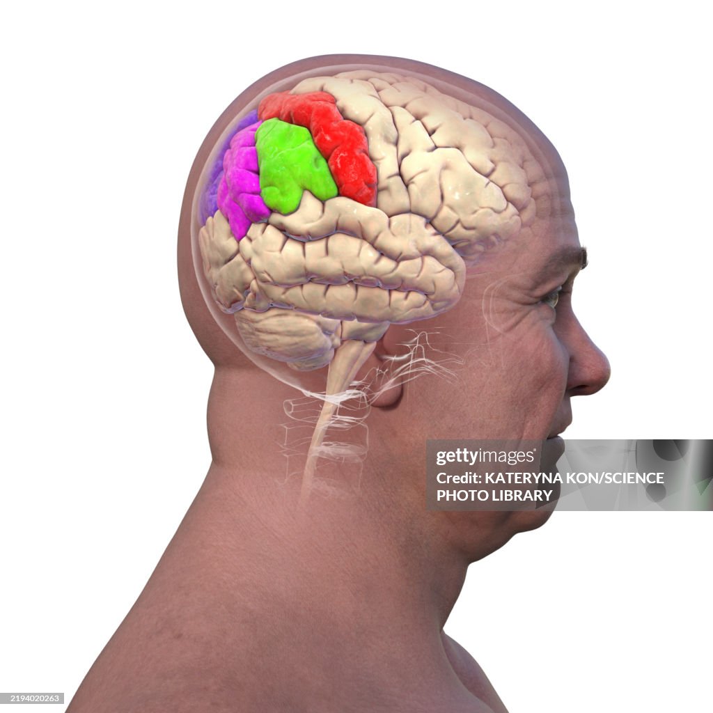 Parietal Gyri Illustration High-Res Vector Graphic - Getty Images