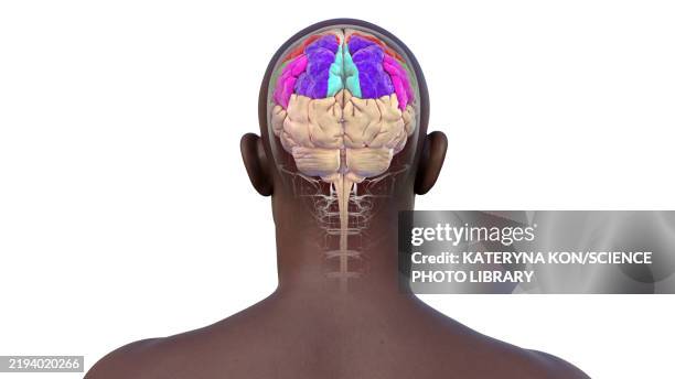 Gyri Simple Parietal Gyri Illustration High-Res Vector Graphic - Getty Images