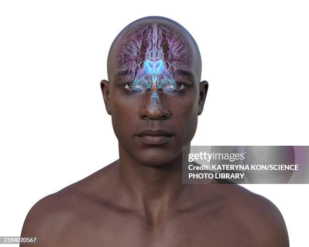 cerebral aqueduct, illustration - 4 paths stock illustrations