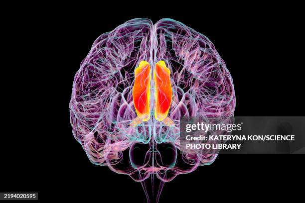 cingulate gyrus, illustration - bipolar disorder stock illustrations