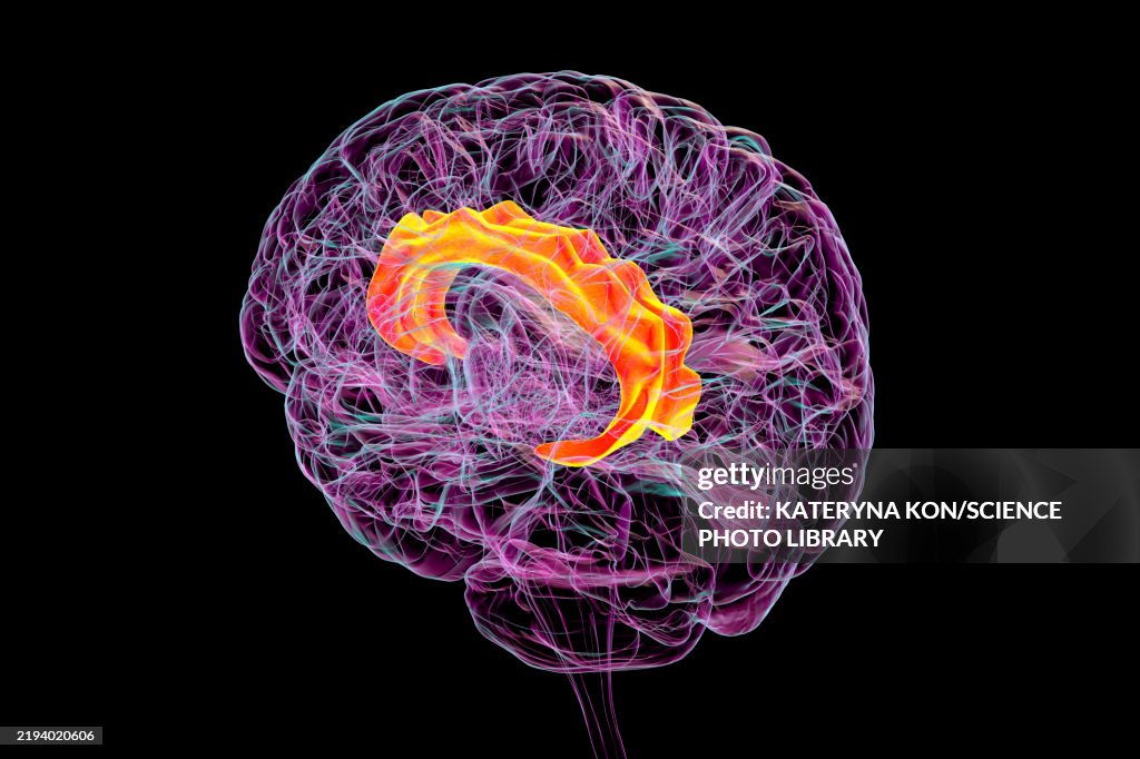 Cingulate gyrus, illustration