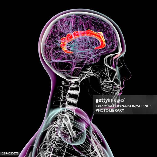cingulate gyrus, illustration - bipolar disorder stock illustrations