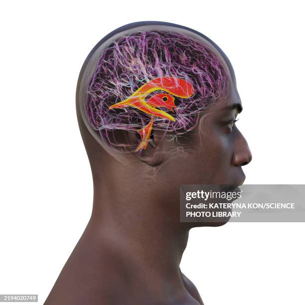 ventricular system of the brain, illustration - bridge side view stock illustrations