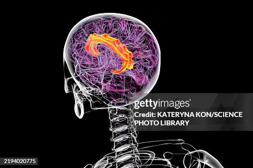 Cingulate gyrus, illustration Cingulate gyrus, illustration
