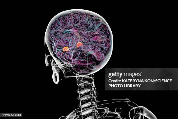 amygdala, illustration - demand response stock illustrations