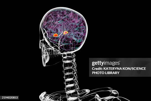 amygdala, illustration - demand response stock illustrations