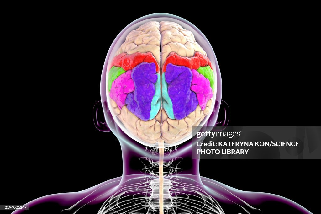 High Parietal Parietal Gyri Illustration High-Res Vector Graphic - Getty Images
