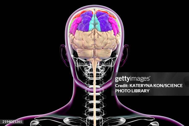 Gyri Simple Parietal Gyri Illustration High-Res Vector Graphic - Getty Images