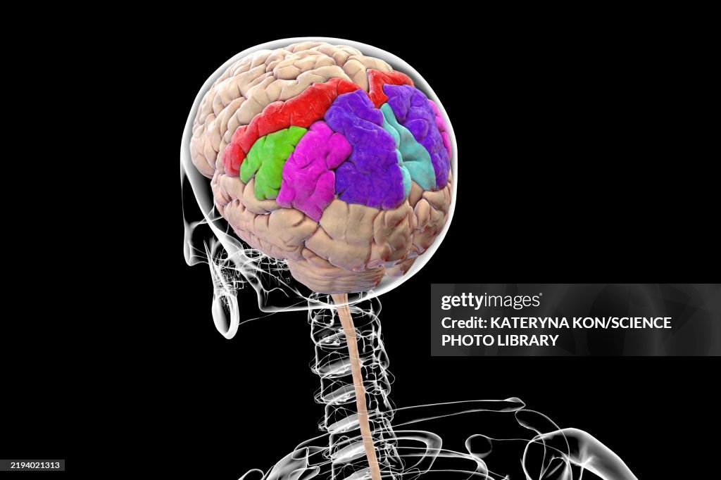 Gyri Simple Parietal Gyri Illustration High-Res Vector Graphic - Getty Images