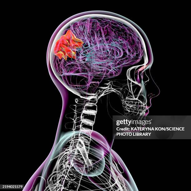 illustrations, cliparts, dessins animés et icônes de precuneus gyrus, illustration - cortex cérébral