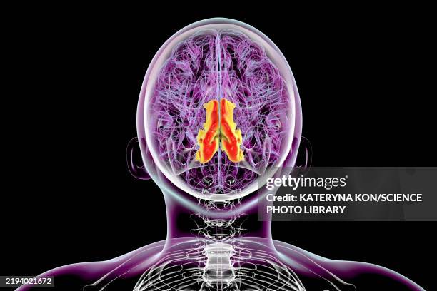 illustrations, cliparts, dessins animés et icônes de precuneus gyrus, illustration - cortex cérébral