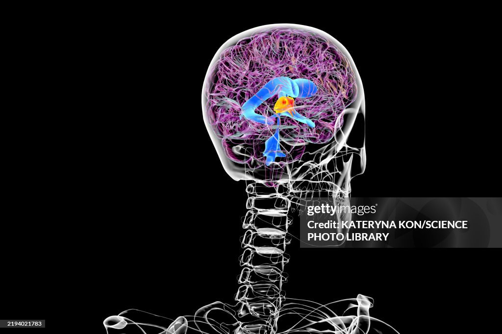 Third brain ventricle, illustration