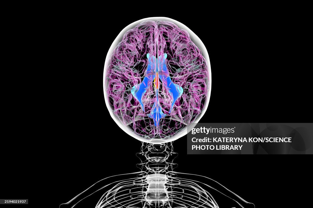 Third brain ventricle, illustration