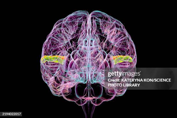 transverse temporal gyri, illustration - epilepsy brain stock illustrations