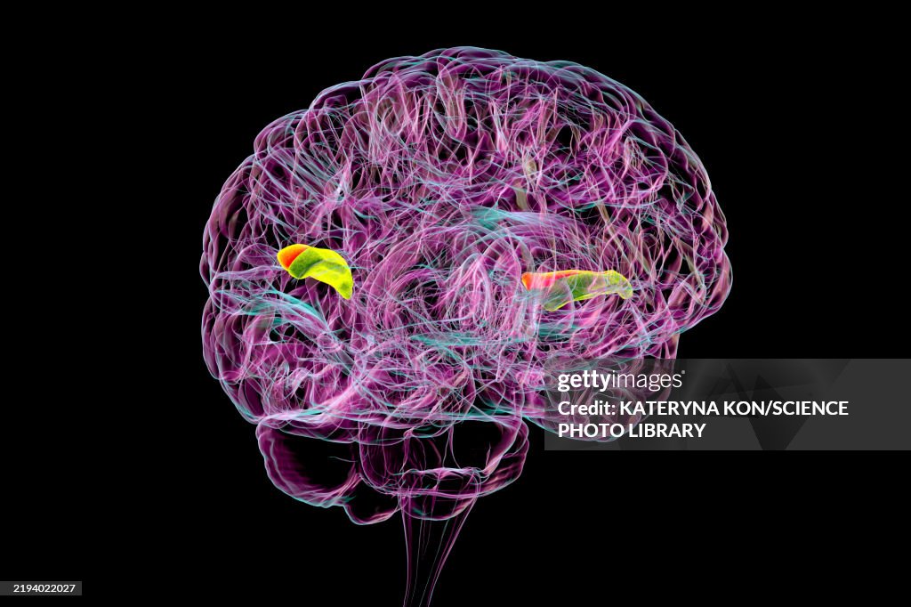 Gyri Simple Transverse Temporal Gyri Illustration High-Res Vector Graphic - Getty ...