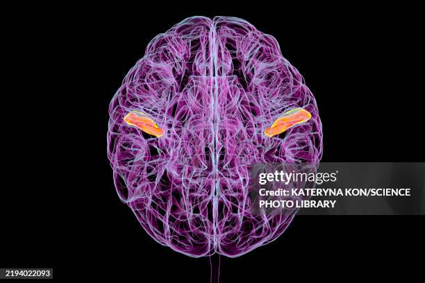 transverse temporal gyri, illustration - lobe stock illustrations