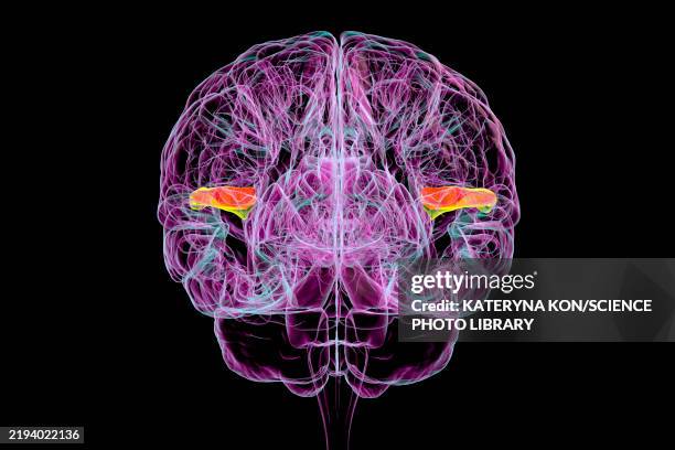 transverse temporal gyri, illustration - language processing stock illustrations