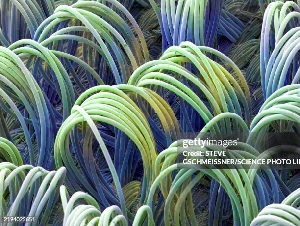 waterproof material, sem - sem stock pictures, royalty-free photos & images