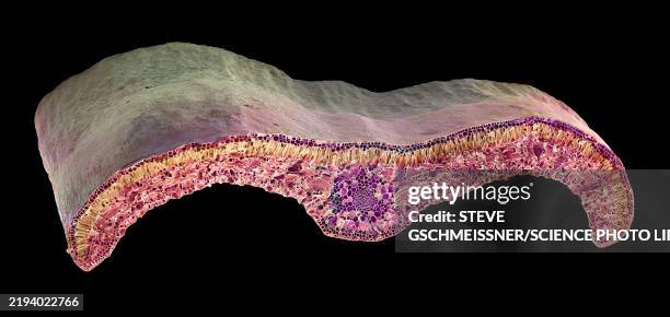 box leaf, sem - mesophyll stock pictures, royalty-free photos & images