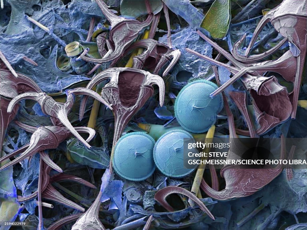 Plankton, SEM
