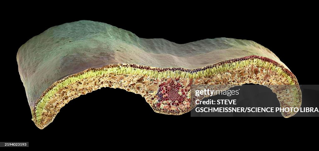 Box leaf, SEM